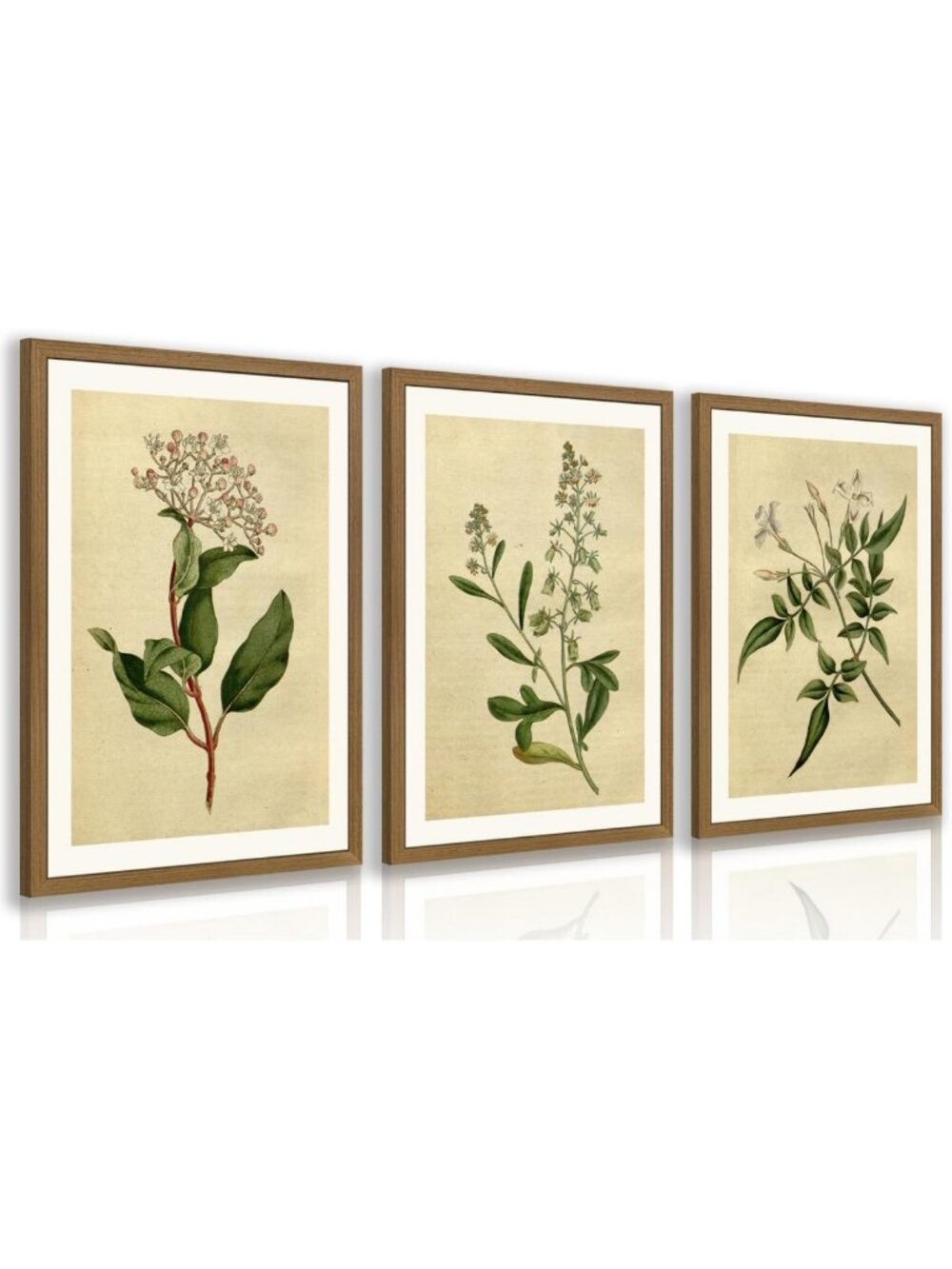 Vintage Botanical Wall Art Set of 3 - Classic Herbarium Plant Prints, Green
